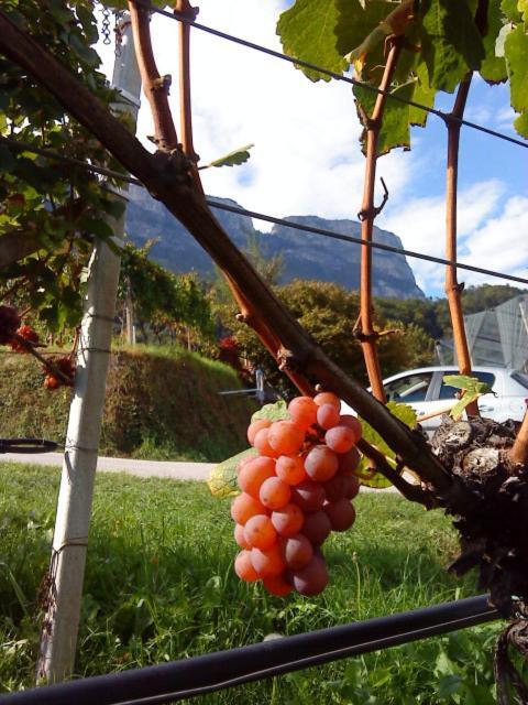 Tinnerhof Appiano Sulla Strada Del Vino Dış mekan fotoğraf
